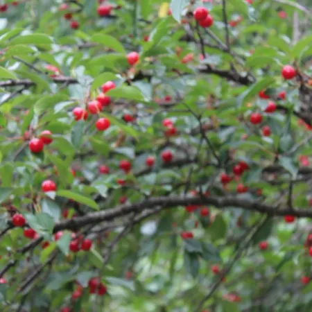 Hotel Santo Spirito Molini di Triora